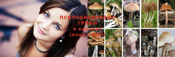 ГАЛЛЮЦИНОГЕННЫЕ ГРИБЫ Инсар